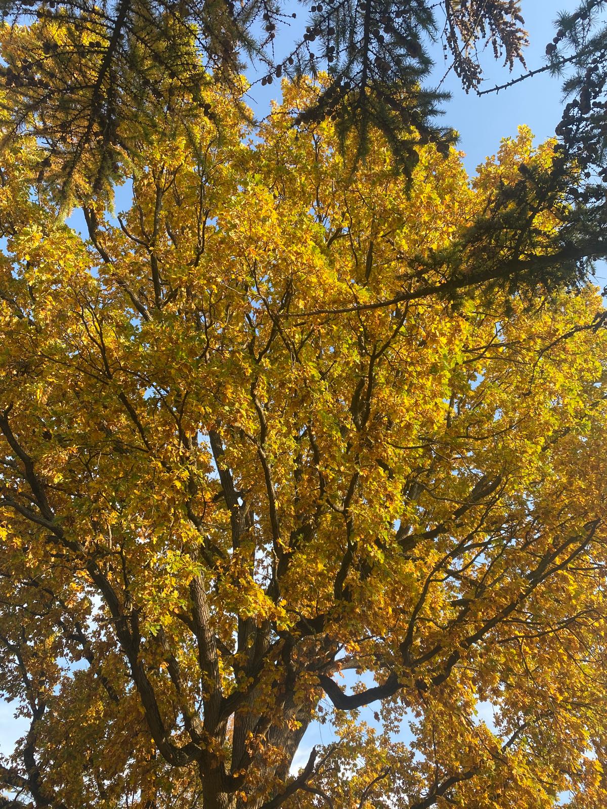 THE SEASONAL Return to your roots